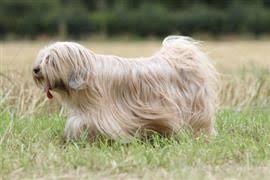 Hairy Dog Names At Dognamed Com Hairy Dog Dog Names Dogs