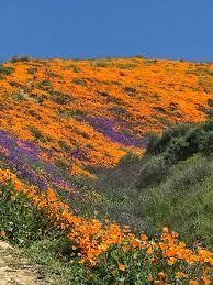 Desert Wildflower Reports For Southern California By Desertusa