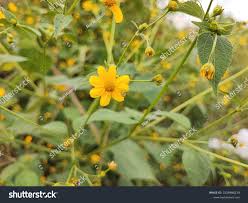 Image result for Aspilia helianthoides