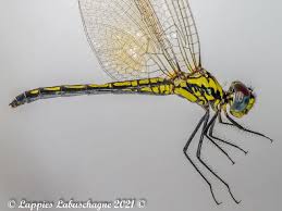 Image result for Tridactyle tricuspis