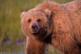 Clyde Elmore Wildlife Photographer