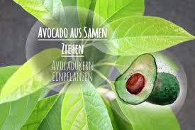 Ich habe eine methode gefunden um den kern der avocado keimen zu lassen. Avocado Aus Samen Ziehen Avocadokern Einpflanzen So Gelingt S