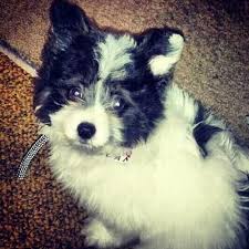 Black And White Maltese Pomeranian Mix My Christmas Pomachon Pomeranian Mix Mixed Breed Breeds