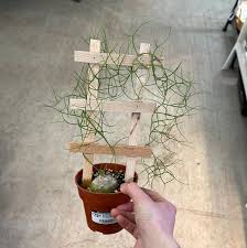 Image result for Bowiea volubilis