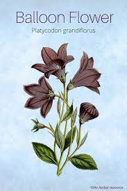 Balloon Flower Health Benefits And Side Effects Balloon Flowers Herbalism Herbal Plants