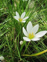 These bulbs are widely adaptable to diverse soil conditions, and may be grown in full sun to partial shade, but they prefer. Plants Seedlings Zephyranthes Candida White Rain Lily Pond Plants Marginal Pond Plants W Fedponam Edu Ng