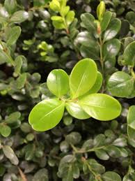 Image result for Buxaceae