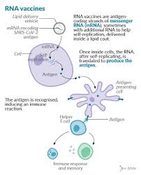 These vaccines contain information from messenger rna, including the. Covid 19 Vaccine The Eight Technologies Being Tested Ivvn