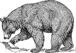 Black Bear Vs Grizzly Bear Size Difference Polar Bear Vs Grizzly Bear Fight Comparison Who Will Win Bear Drawing Grizzly Bear Drawing Black Bear Tattoo