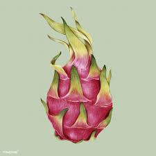 Download Premium Illustration Of Hand Drawn Dragon Fruit Illustration Dragon Fruit Drawing Fruit Illustration Fruits Drawing Are you searching for drawing fruit png images or vector? download premium illustration of hand