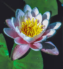 Image result for Nymphaea divaricata