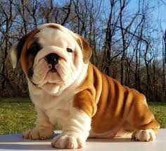 And french bulldogs in 2016. English Bulldog Puppies Az English Bulldog Puppies