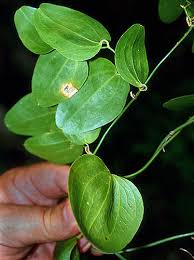 Image result for Smilacaceae