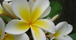 Jasmine National Flower Of Pakistan National Symbols Jasmine Flower Pakistan