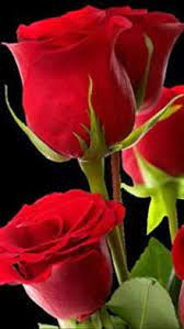 Las flores son una forma excelente de expresar tus sentimientos, ya sea que festejes una ocasión especial, quieras conquistar a la chica o chico de tus sueños, quieras demostrar tu agradecimiento, darle un detalle especial a tu madre o simplemente alegrar el día de una persona. Flores Rojas Rose Flower Wallpaper Rose Flower Pictures Beautiful Rose Flowers