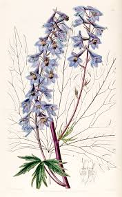 These 34 perennial plants are best cut back during this season. Delphinium Wikipedia