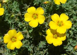 Image result for Oxalis oligotricha