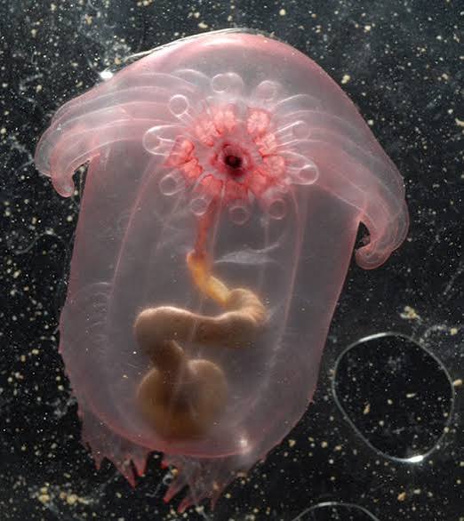 These 50 Weird Deep Sea Creatures Will Blow Your Mind