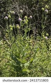 Image result for Dipsacaceae