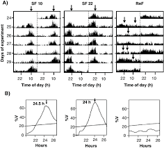 a double actograms of locomotor activity from goldfish