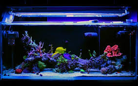 Dengan aquarium mampu menghadirkan nuansa alam kedalam rumah. Suka Pelihara Ikan Kamu Harus Tahu Cara Membuat Aquarium Sederhana Ini