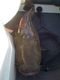 There are 66 active homes for sale in rayburn country, brookeland, tx, which spend an average of 119. 52lb Catfish Caught On Lake Sam Rayburn 7 24 13 Fish Catfish Lake