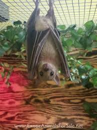 Bats have only one pup a year. Bats For Sale