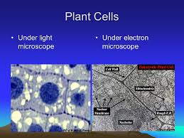 Maybe you would like to learn more about one of these? Cells And Cell Systems Ppt Download