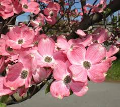 Check spelling or type a new query. City Of Coeur D Alene Pink Flowering Dogwood