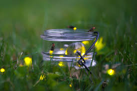 نتیجه جستجوی لغت [fireflies] در گوگل