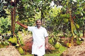 Check spelling or type a new query. Jack Hotspot Thailand Pink Booms In Kerala Village Civil Society Magazine
