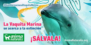 La vaquita marina o cochito (phocoena sinus) es uno de los mamíferos marinos más amenazados del mundo. Extincion Cercana De La Vaquita Marina Animanaturalis