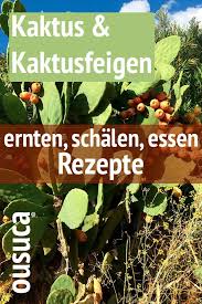Kaktus Und Kaktusfeigen Ernten Schalen Essen Und Rezepte Kaktusfeige Kaktus Rezept Feigen