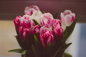 Florists, wholesale plants & flowers. Wholesale Flowers In Lafayette Spedale S Wholesale Florist
