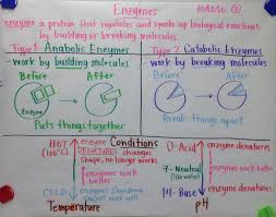 Biochemistry Basics Pogil Answer Key Pdf Chart Examples Biology By Mrs Paul Biology College Biology Notes Study Biology