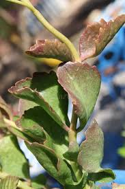 Image result for Kalanchoe crenata