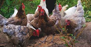 We did not find results for: Feeding Chickens How To Common Problems Cutting Costs What Not To Feed And More