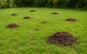 Image result for plašič krtků z pet lahve