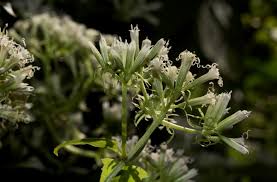 Image result for Mikania sp.