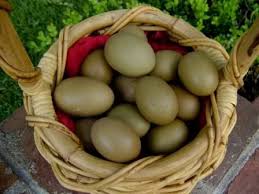 The Olive Egger Thread Olive Egger Olive Egger Chicken Chickens