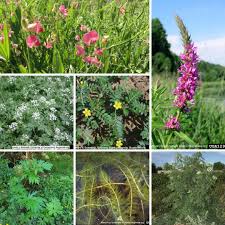 Invasive Plants To Prevent Invasive Plants Plants Plant Species