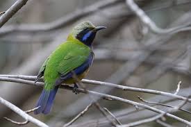 Image result for Mikaniopsis usambarensis