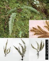 Image result for Abrodictyum