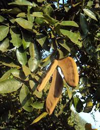 Image result for Xylia africana