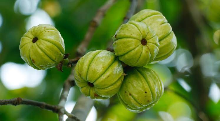 Garcinia Cambogia