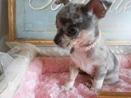 Has all shot up to date, and v… Silver Blue Merle Chihuahua Girl Leeds West Yorkshire Pets4homes