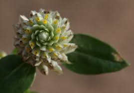 Image result for Gomphrena celosioides