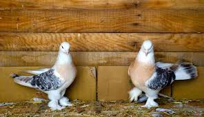 How Adli Kullanicinin Guvercin Pidgeon Panosundaki Pin Evcil Hayvanlar Hayvanlar