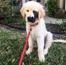 Saber (golden retriever) born 5/12/12, adopted april 2014. Puppy With Rare Genetic Mutation Is Just Like Any Other Dog The Dodo
