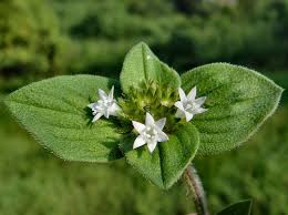 Image result for Richardia scabra